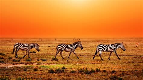 Serengeti Sunset